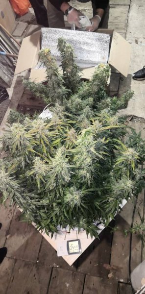 Полицейские Снежинска выявил гараж, в котором местный житель выращивал и хранил наркотические растения